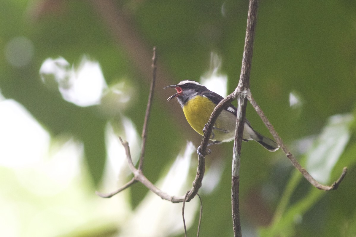 Bananaquit - ML29604521