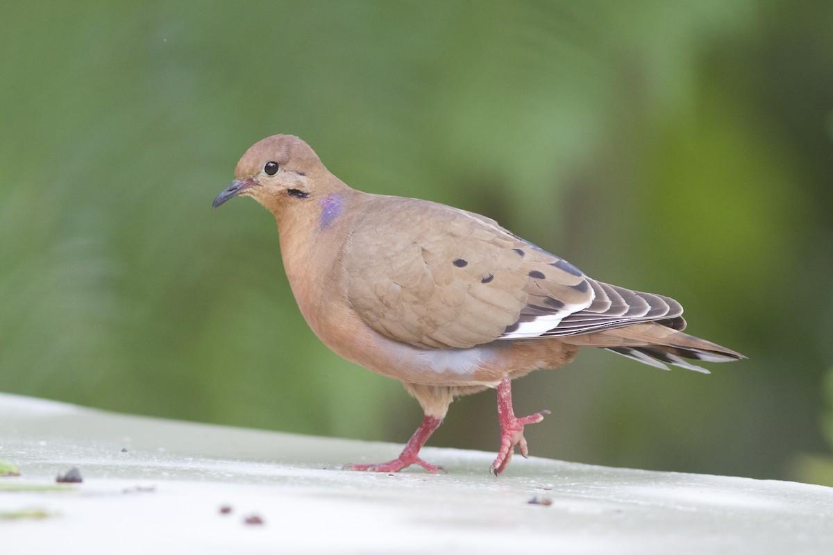 Zenaida Dove - Doug Hitchcox