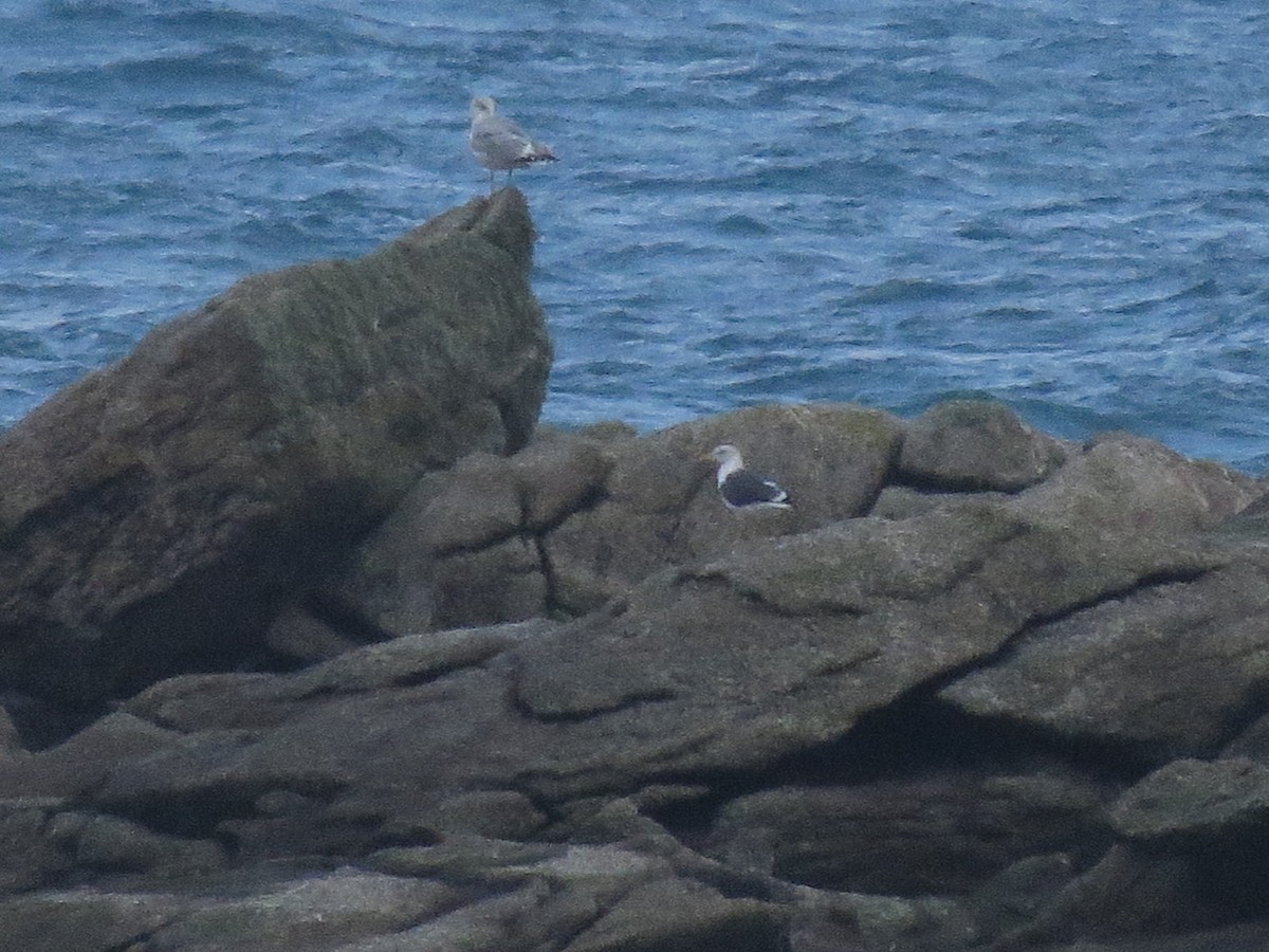 Lesser Black-backed Gull - ML296047311