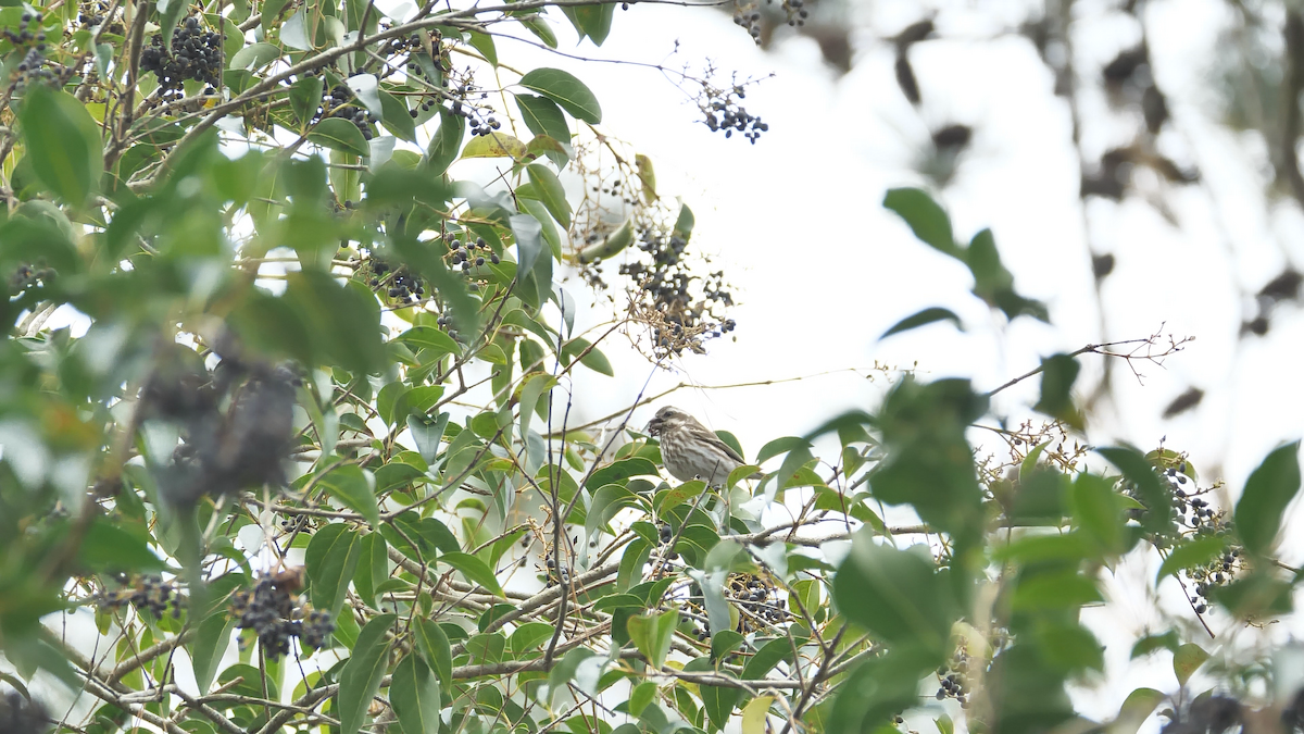 Purple Finch - ML296047371