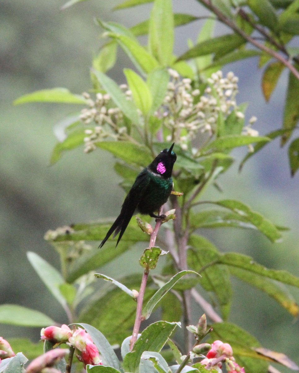 kolibřík turmalinový - ML296048671