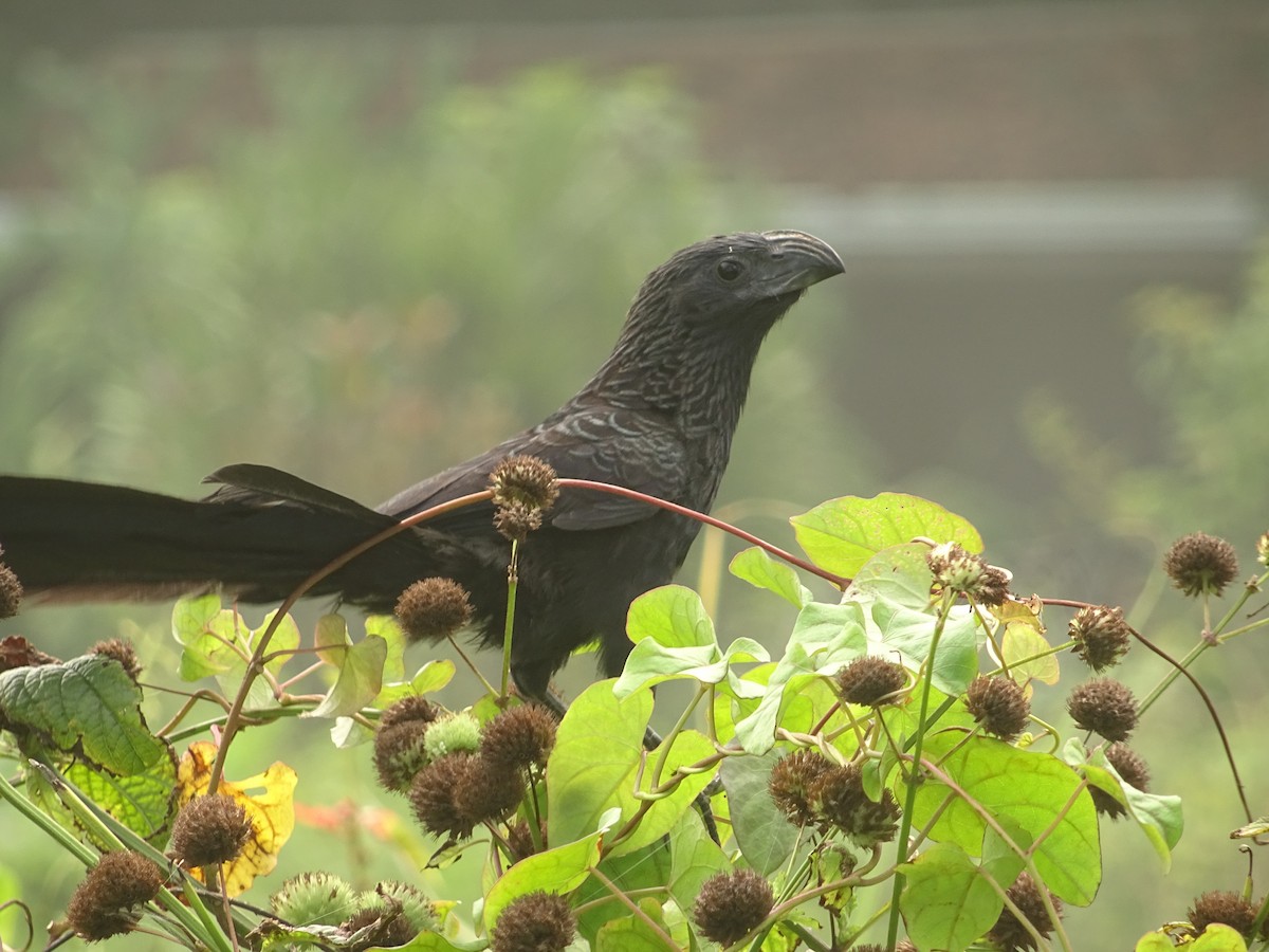 Groove-billed Ani - Grand Brigitte