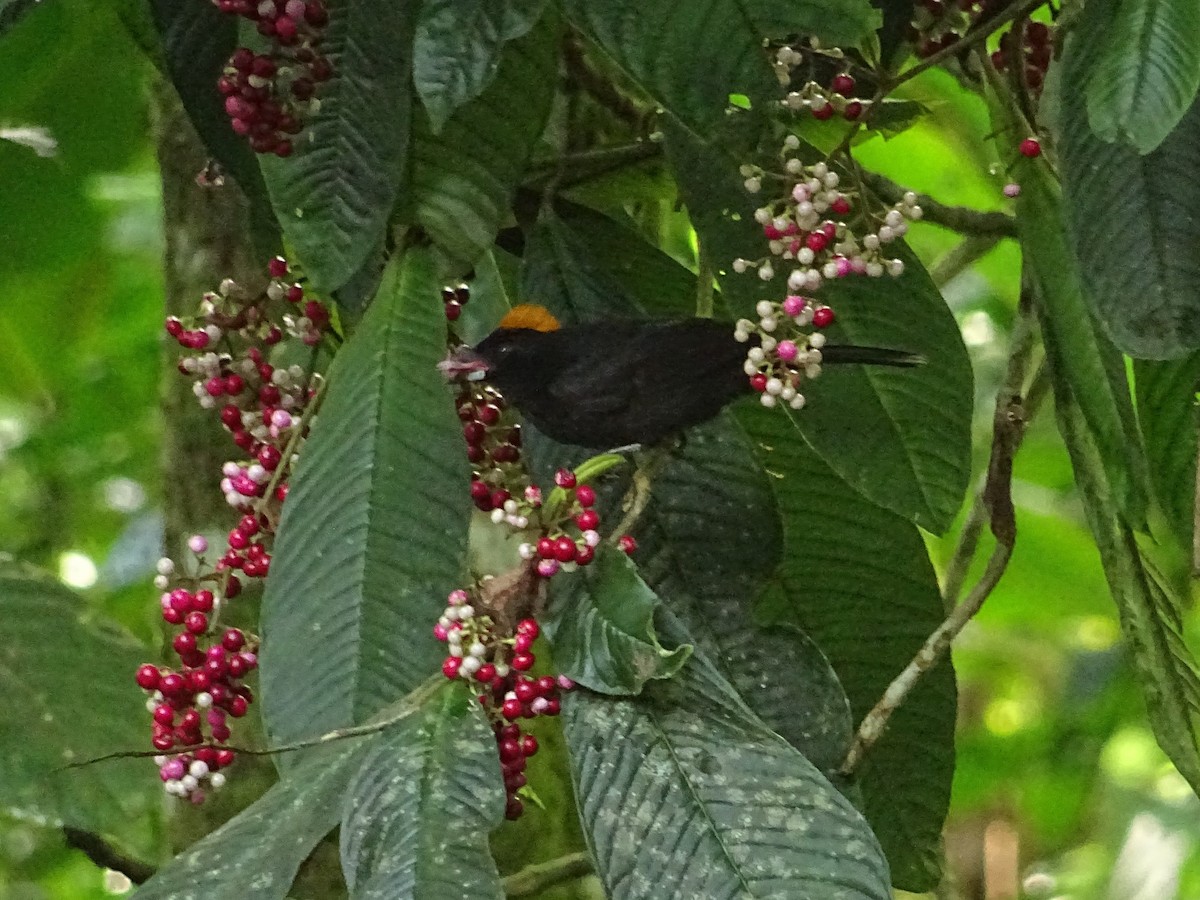 Tawny-crested Tanager - Grand Brigitte