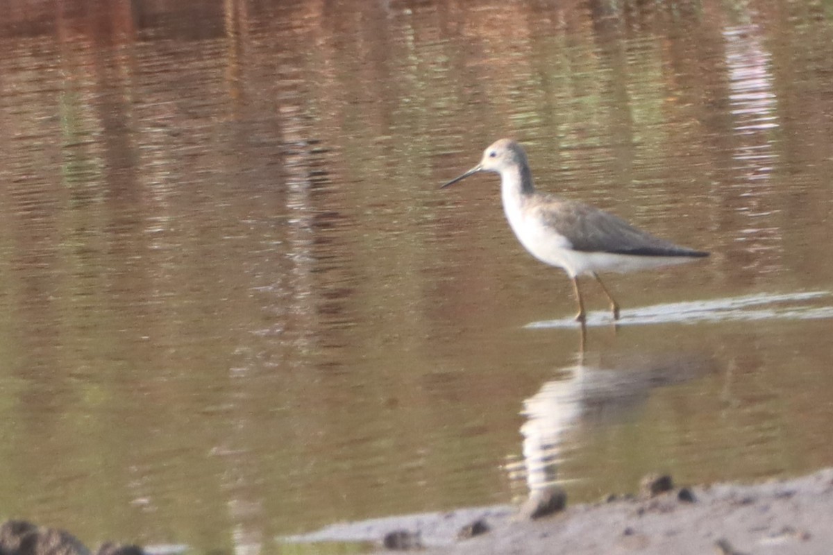 Marsh Sandpiper - ML296049271