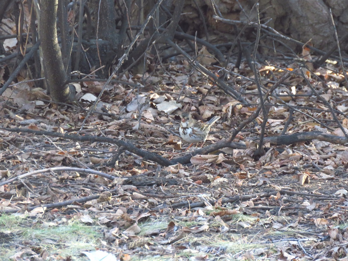 Harris's Sparrow - ML296049481