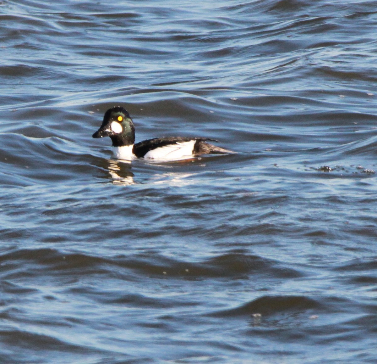 Алаг шунгаач - ML296052371