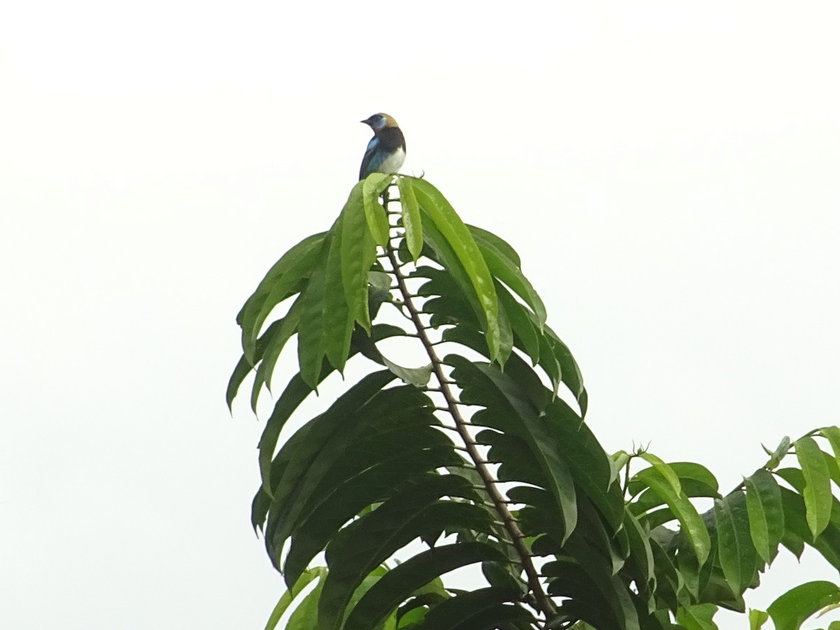 Golden-hooded Tanager - ML296053101