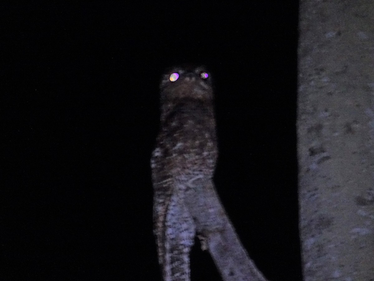 Great Potoo - ML296053111