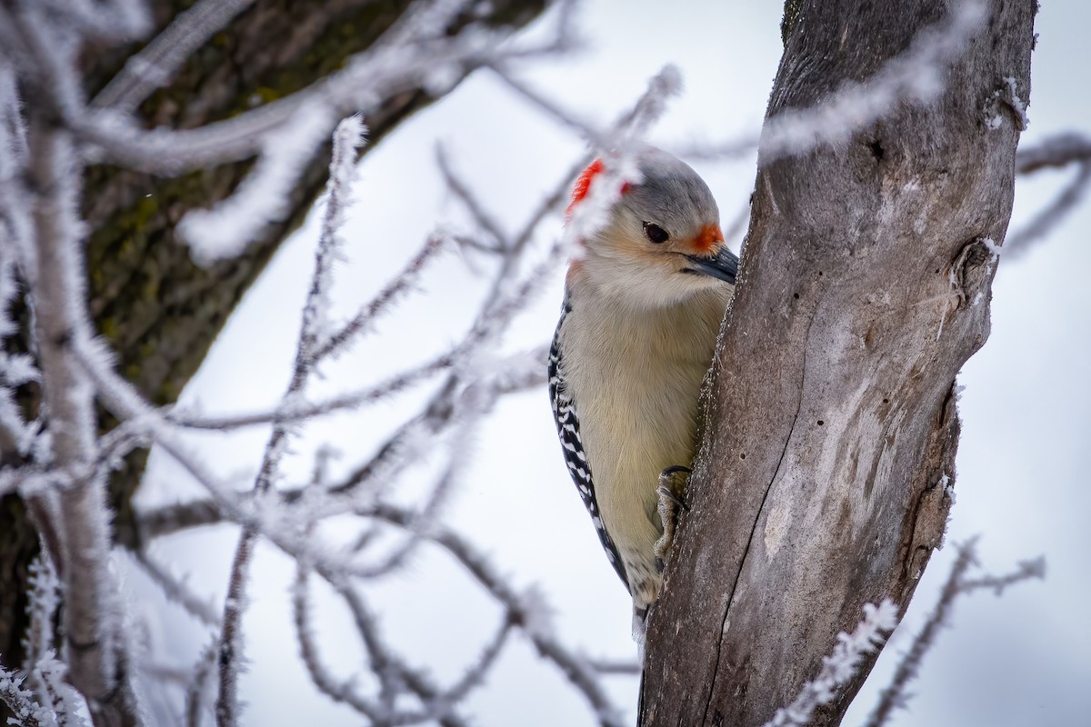 Red-bellied Woodpecker - Andrew Standfield