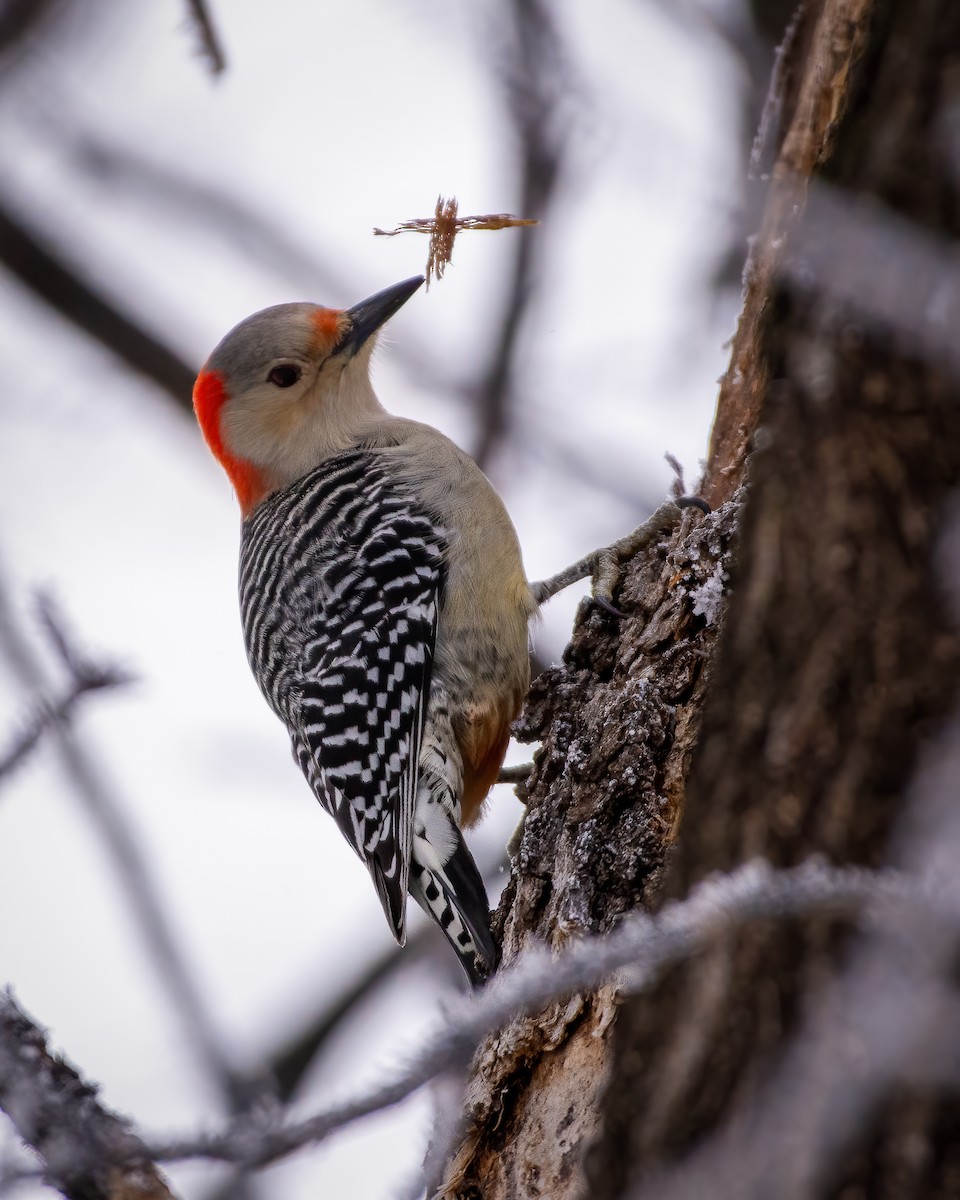 Red-bellied Woodpecker - Andrew Standfield