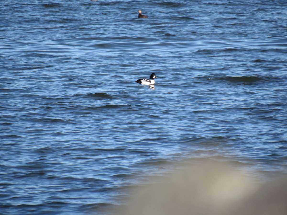 Barrow's Goldeneye - ML296055961