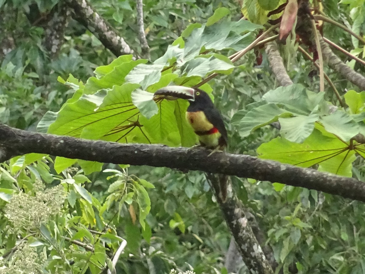 Collared Aracari - ML296055981
