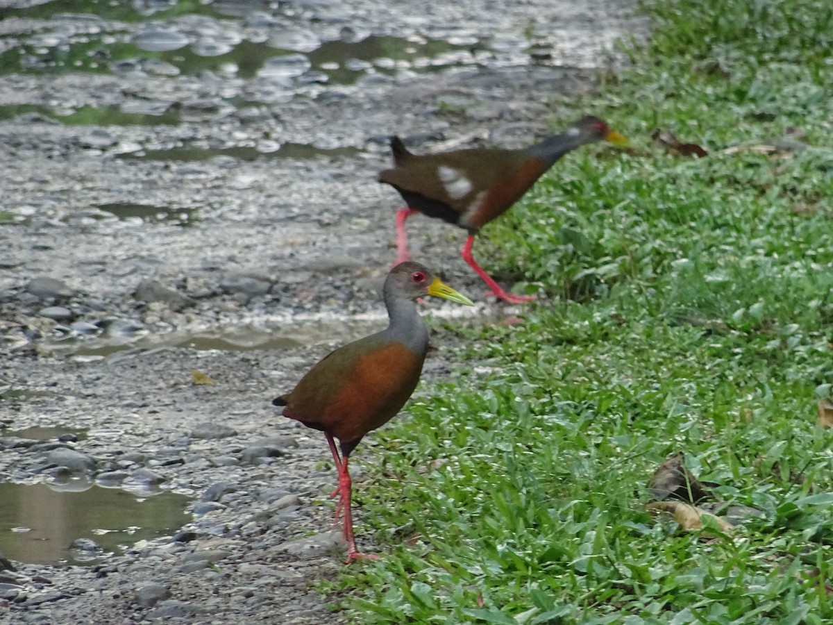 Russet-naped/Gray-cowled Wood-Rail - Grand Brigitte