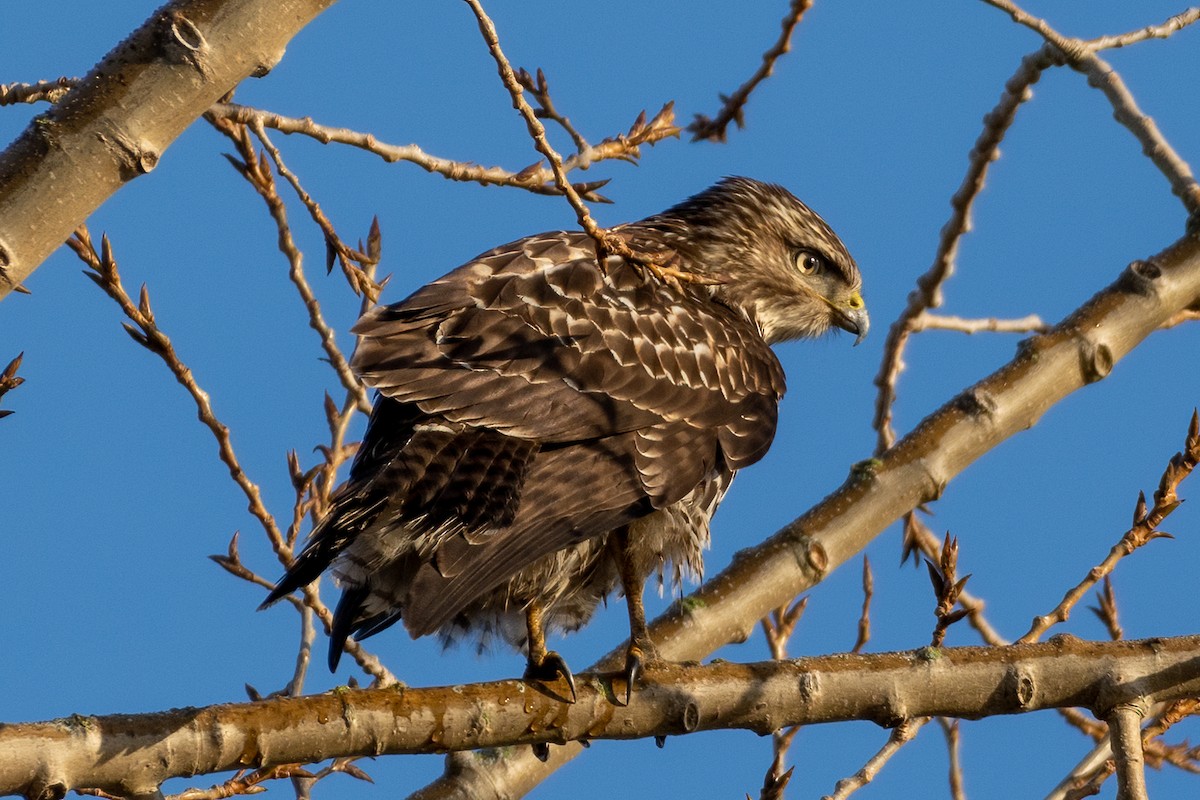 Rotschwanzbussard - ML296056251