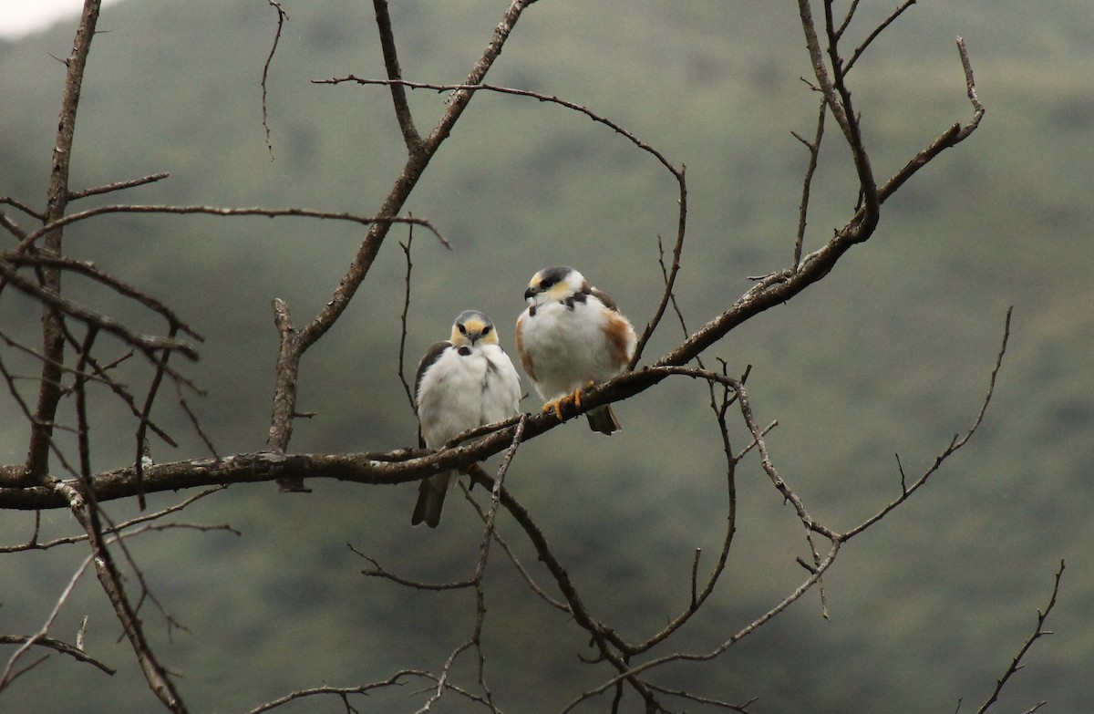 Pearl Kite - Jorge Novoa - CORBIDI