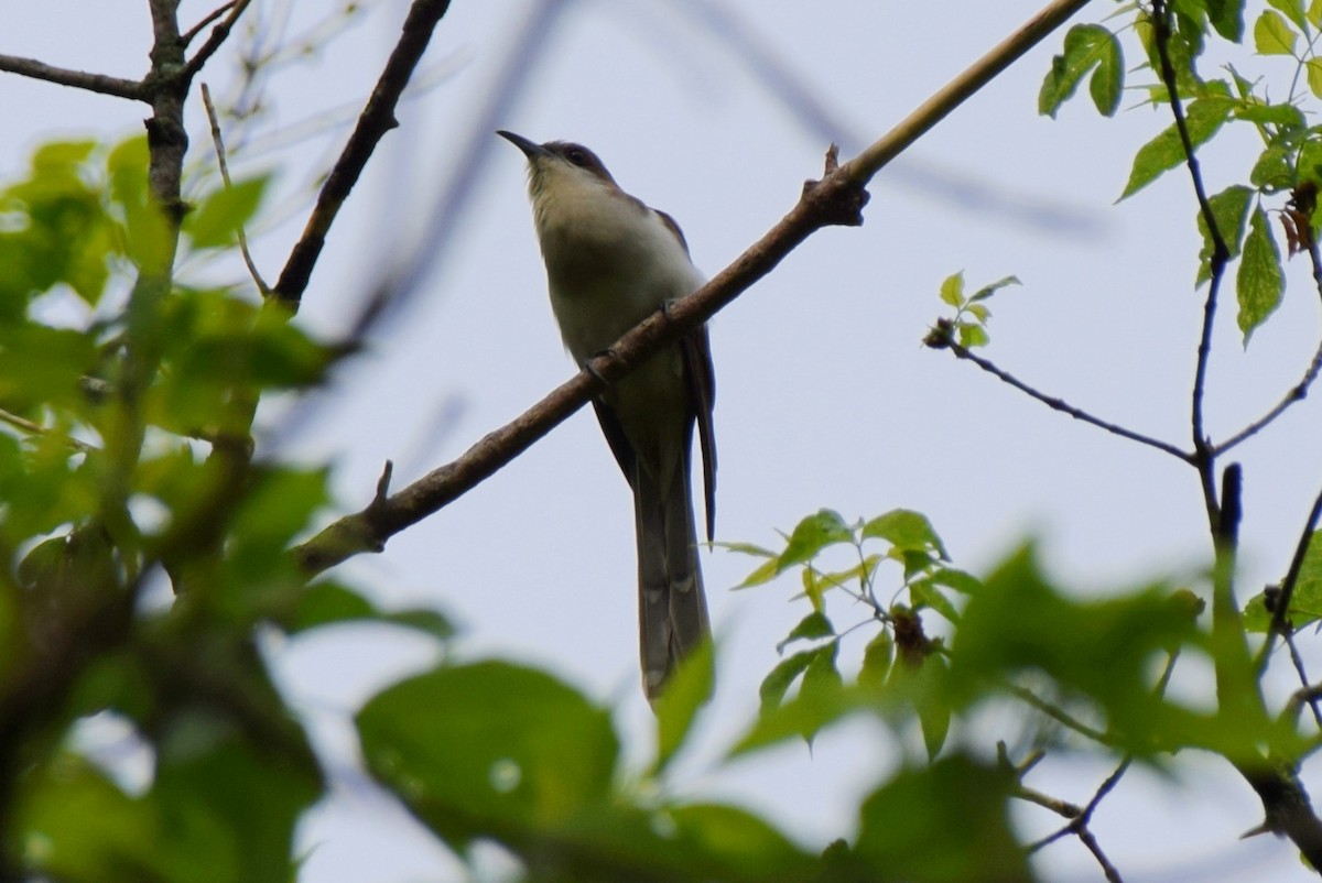 Black-billed Cuckoo - Manuel Morales