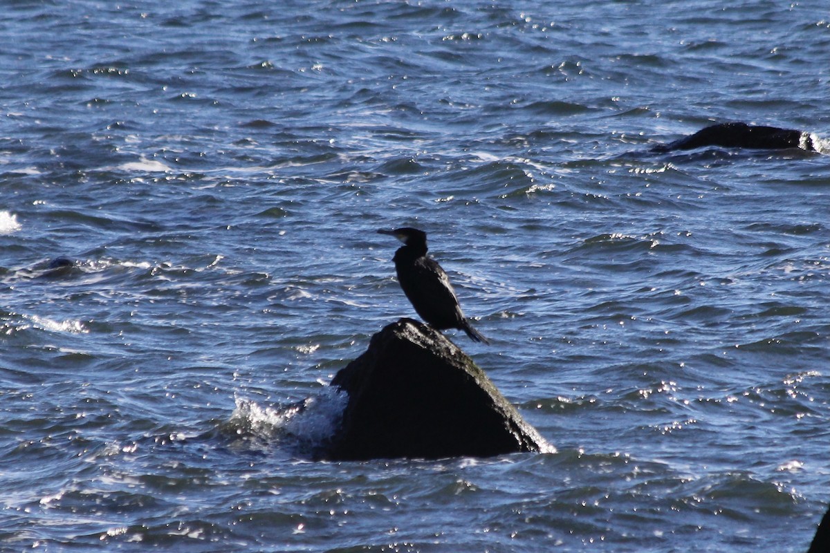 Great Cormorant - Anonymous