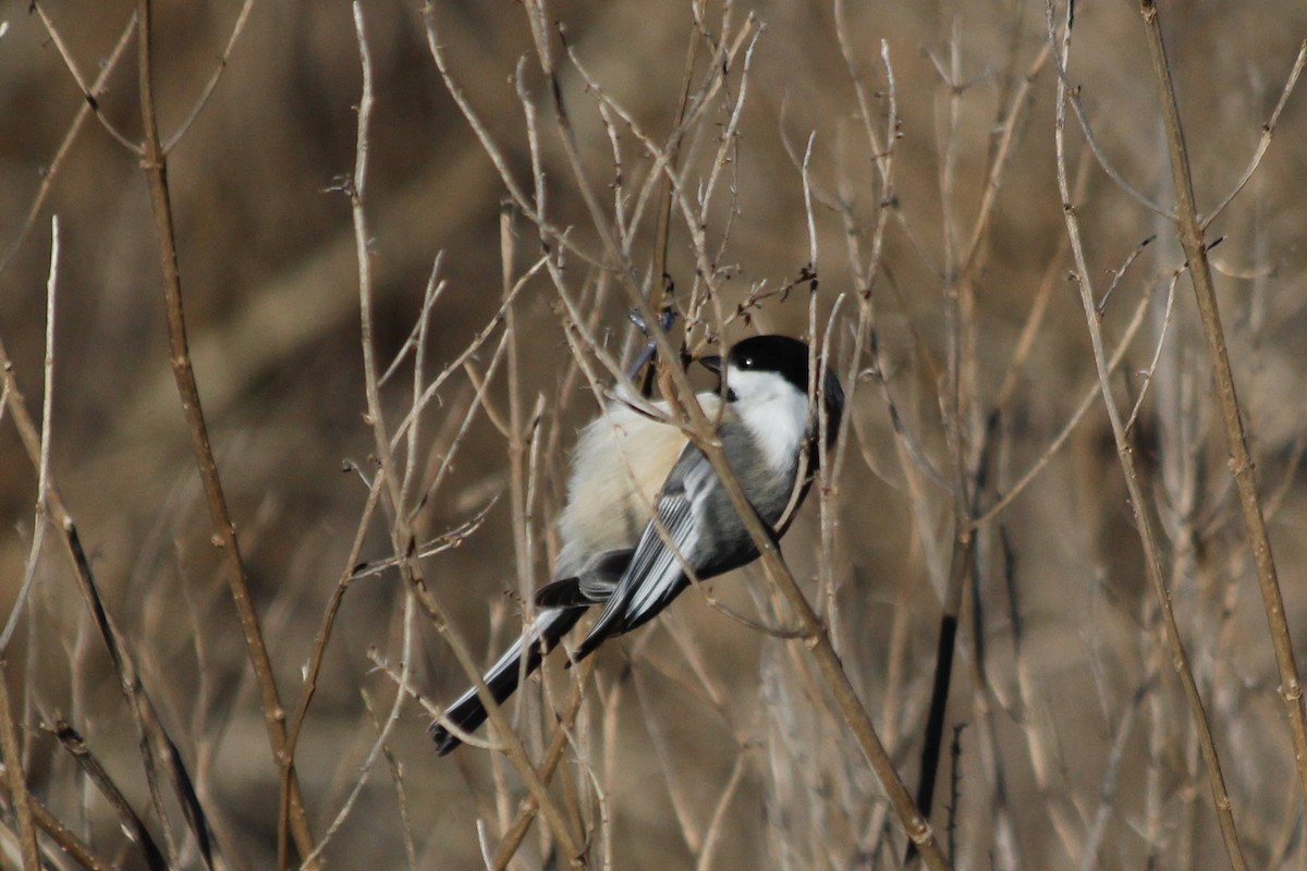 Mésange à tête noire - ML296058081