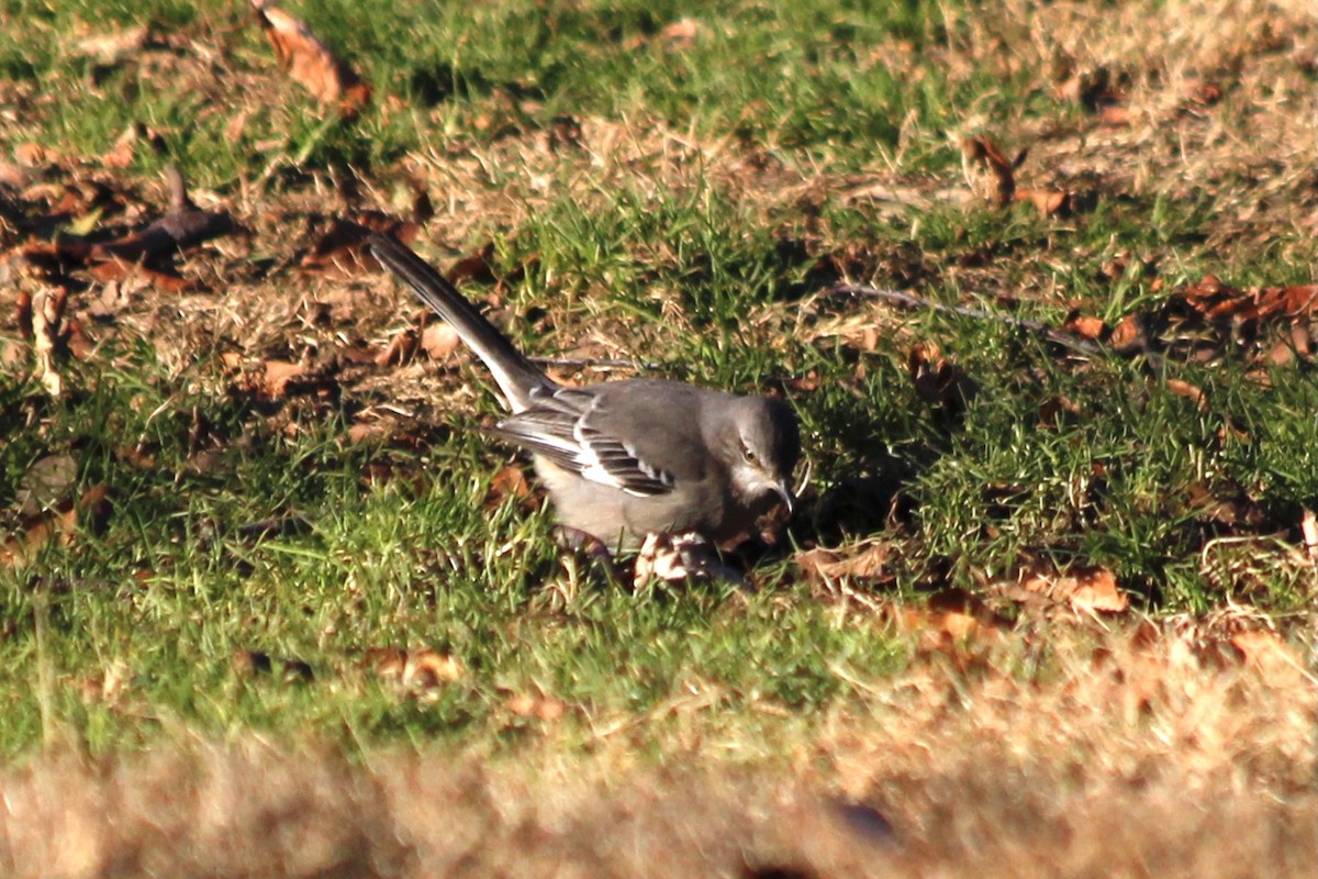 Northern Mockingbird - Anonymous