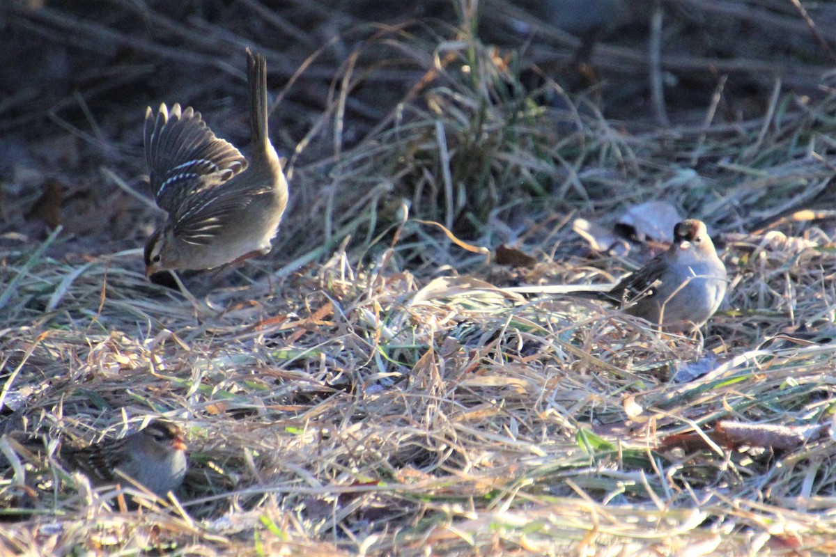 White-crowned Sparrow - ML296058601