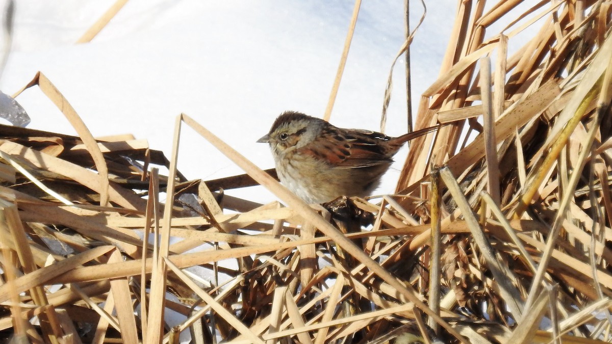 Swamp Sparrow - ML296059641