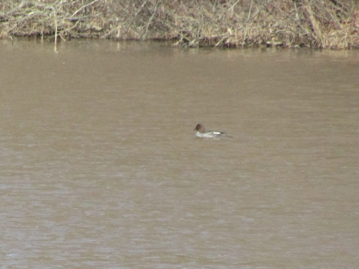 Common Goldeneye - ML296061201