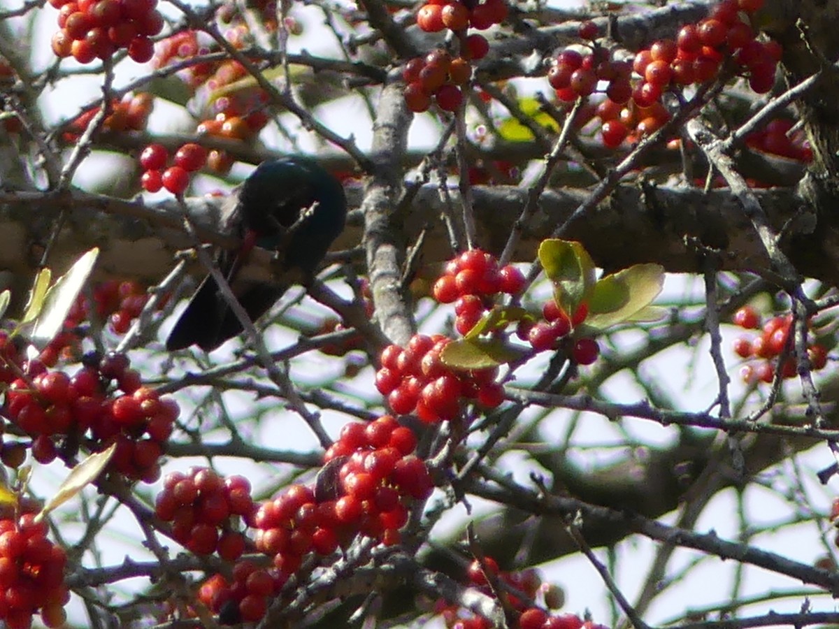 Broad-billed Hummingbird - ML296061361