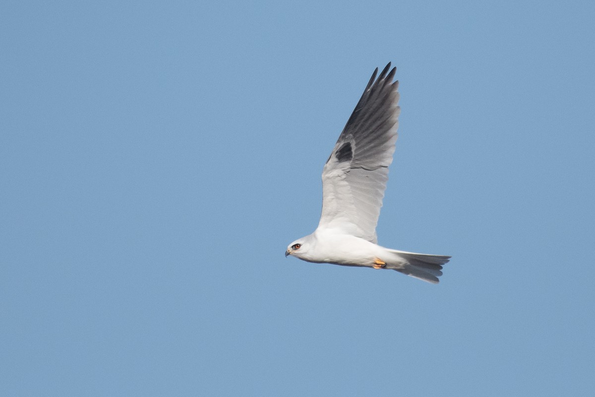 White-tailed Kite - Adam Jackson