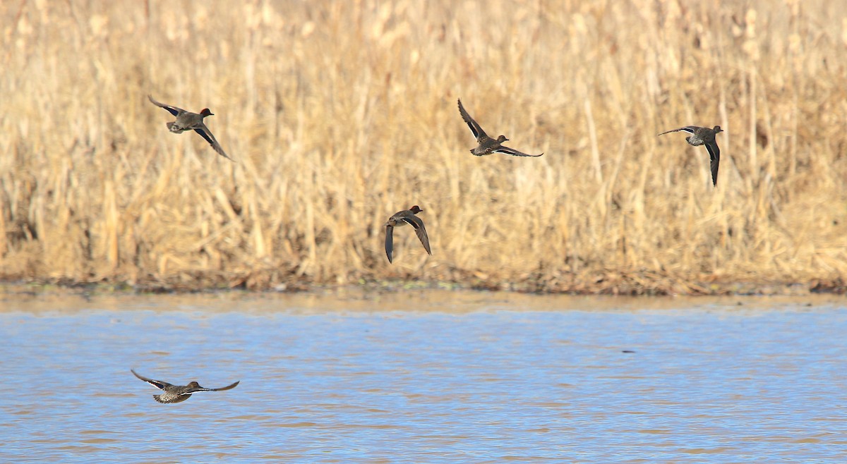 Green-winged Teal - ML296062351