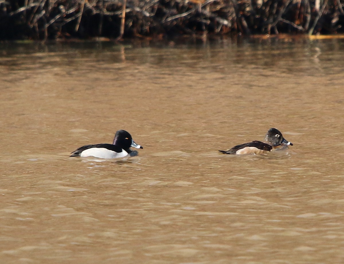 Ring-necked Duck - ML296062541