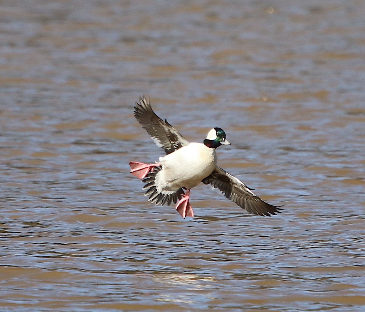 Bufflehead - ML296062651