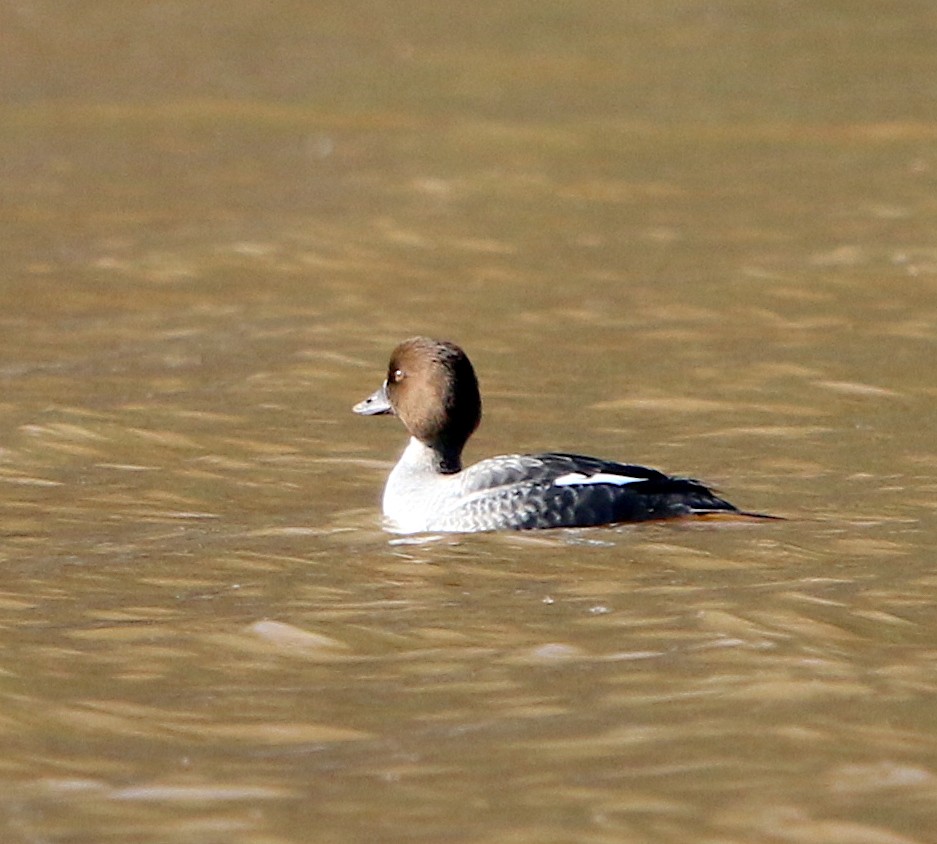 Common Goldeneye - ML296062801