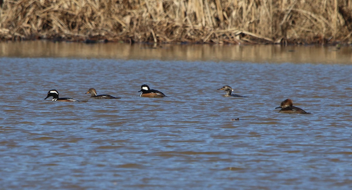 Hooded Merganser - ML296062991