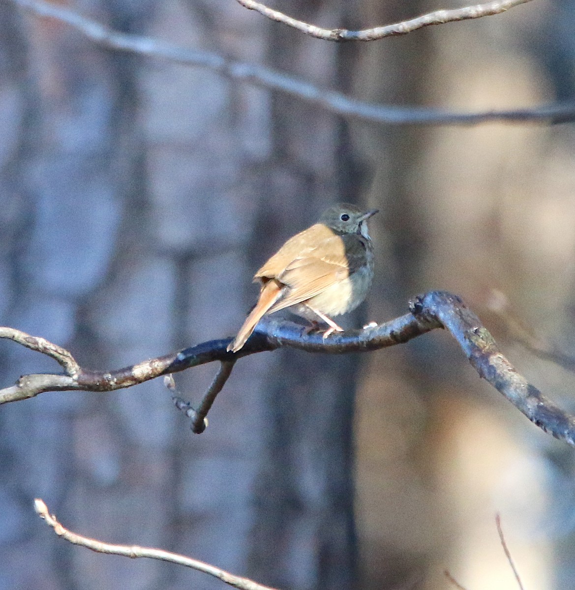 Hermit Thrush - ML296063491