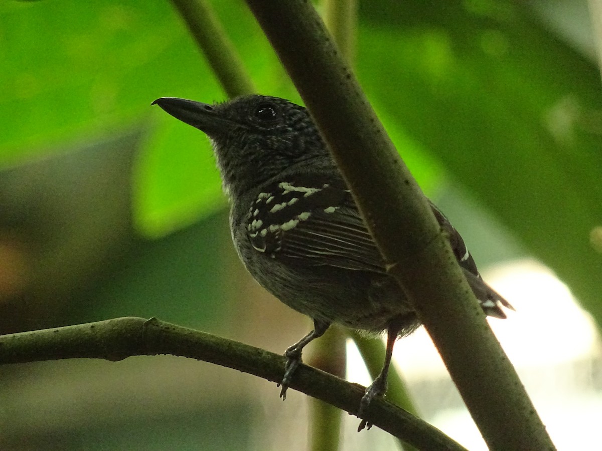 Black-crowned Antshrike - ML296064501
