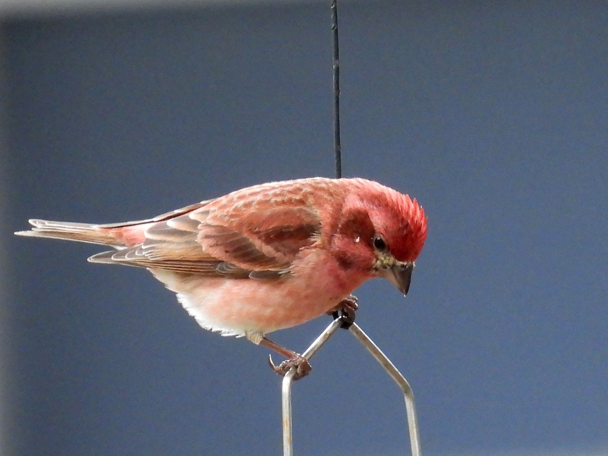 Purple Finch - ML296064891