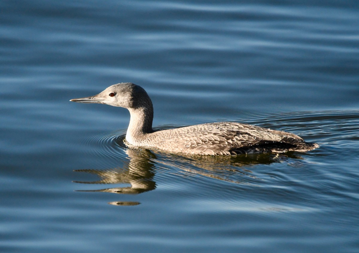 Red-throated Loon - ML296065831