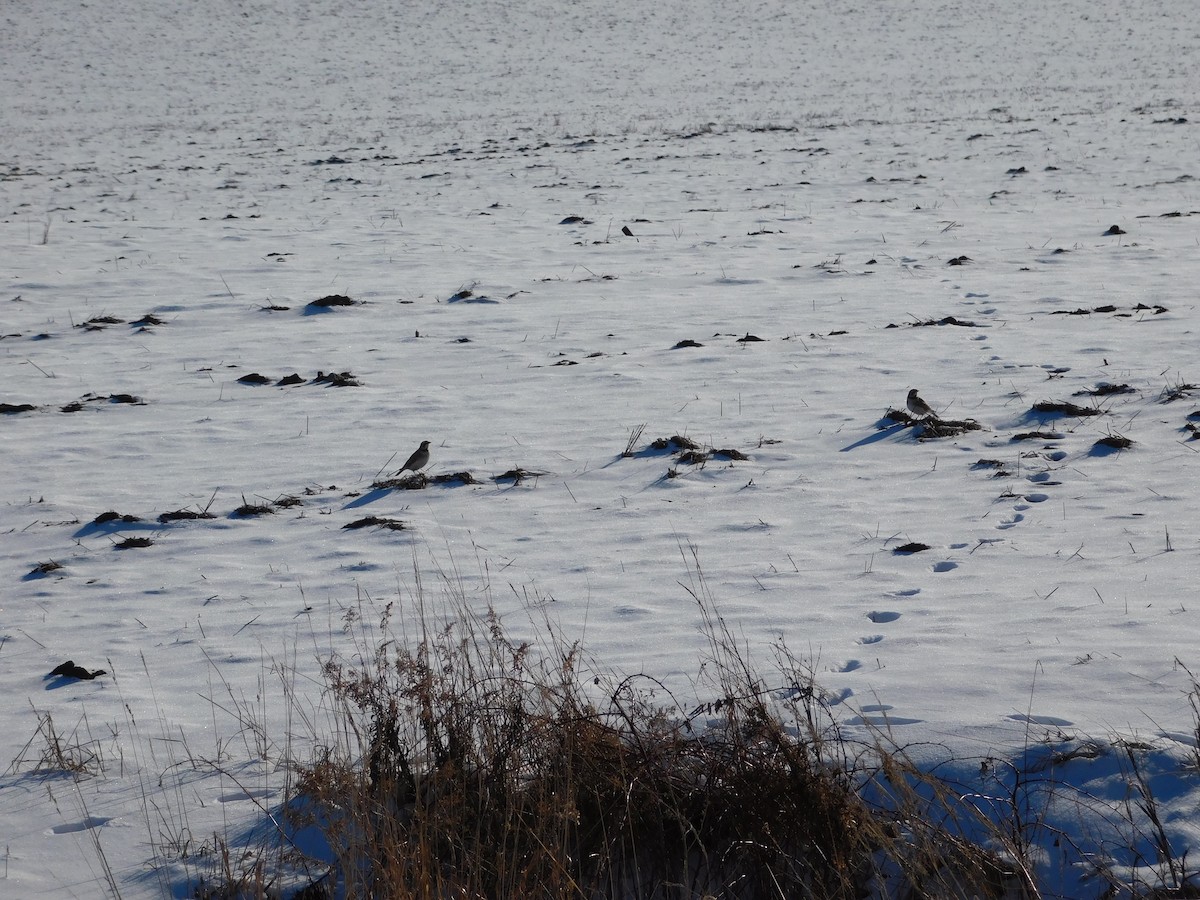 Horned Lark - ML296065861