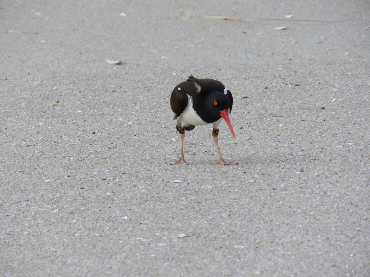 American Oystercatcher - ML29606631