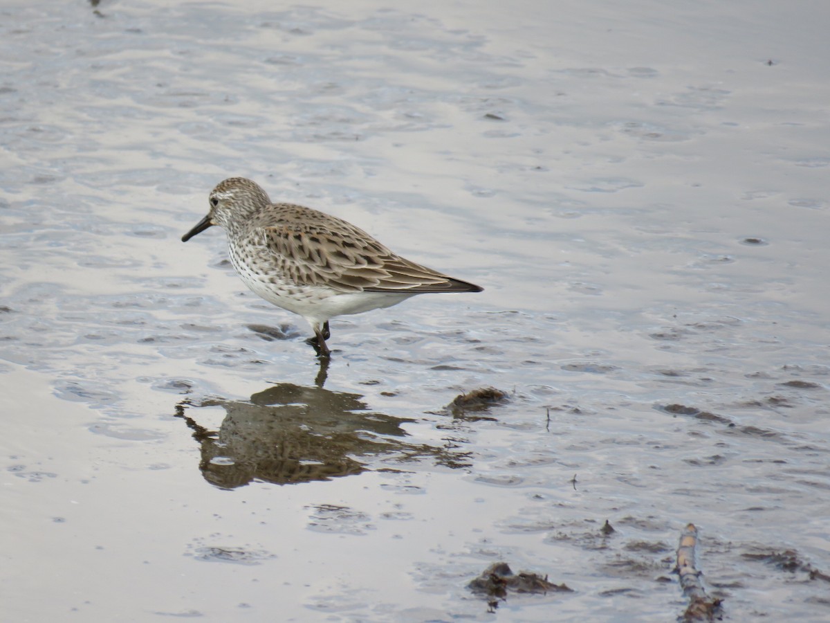 White-rumped Sandpiper - ML29606791