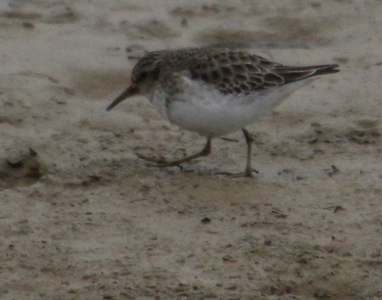 Least Sandpiper - ML296068031