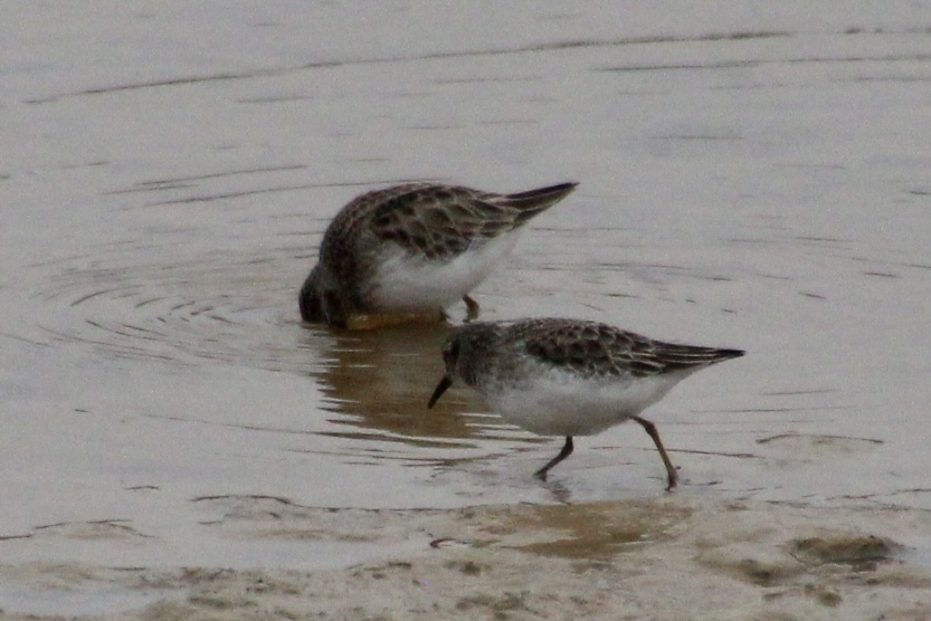 Least Sandpiper - ML296068061