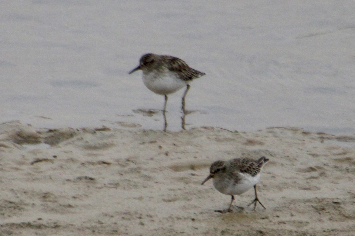 Least Sandpiper - ML296068091