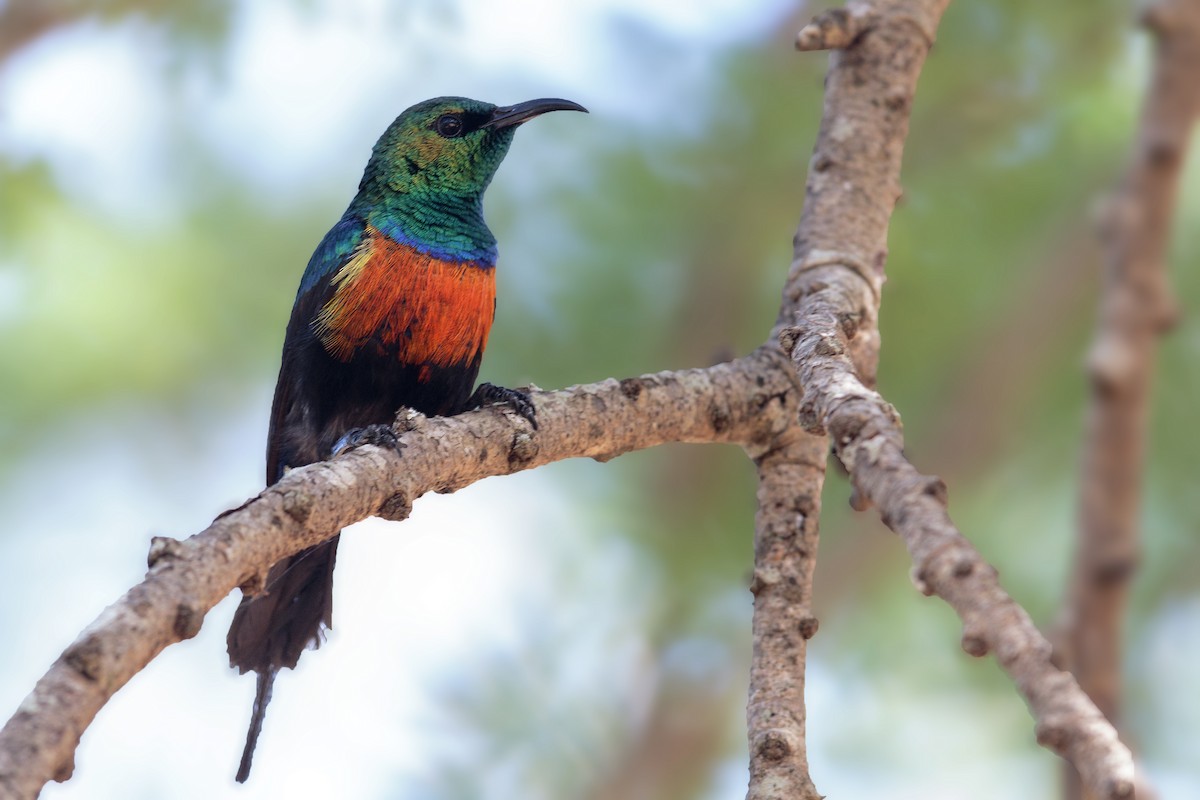 Black-bellied Sunbird - ML296068301