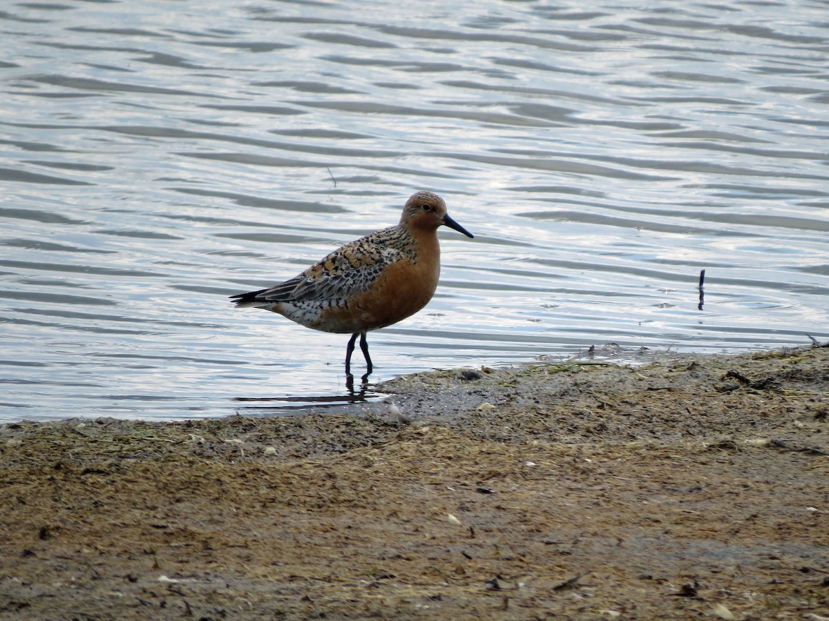 Red Knot - Michael Harrison