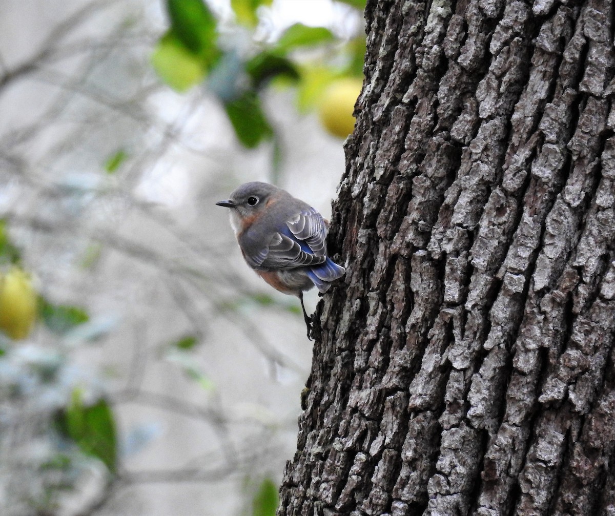 Eastern Bluebird - ML296068331