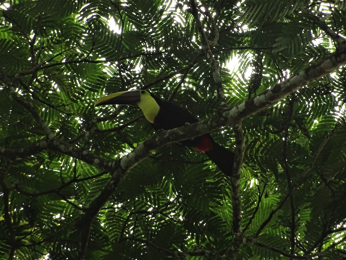 Yellow-throated Toucan - ML296068511