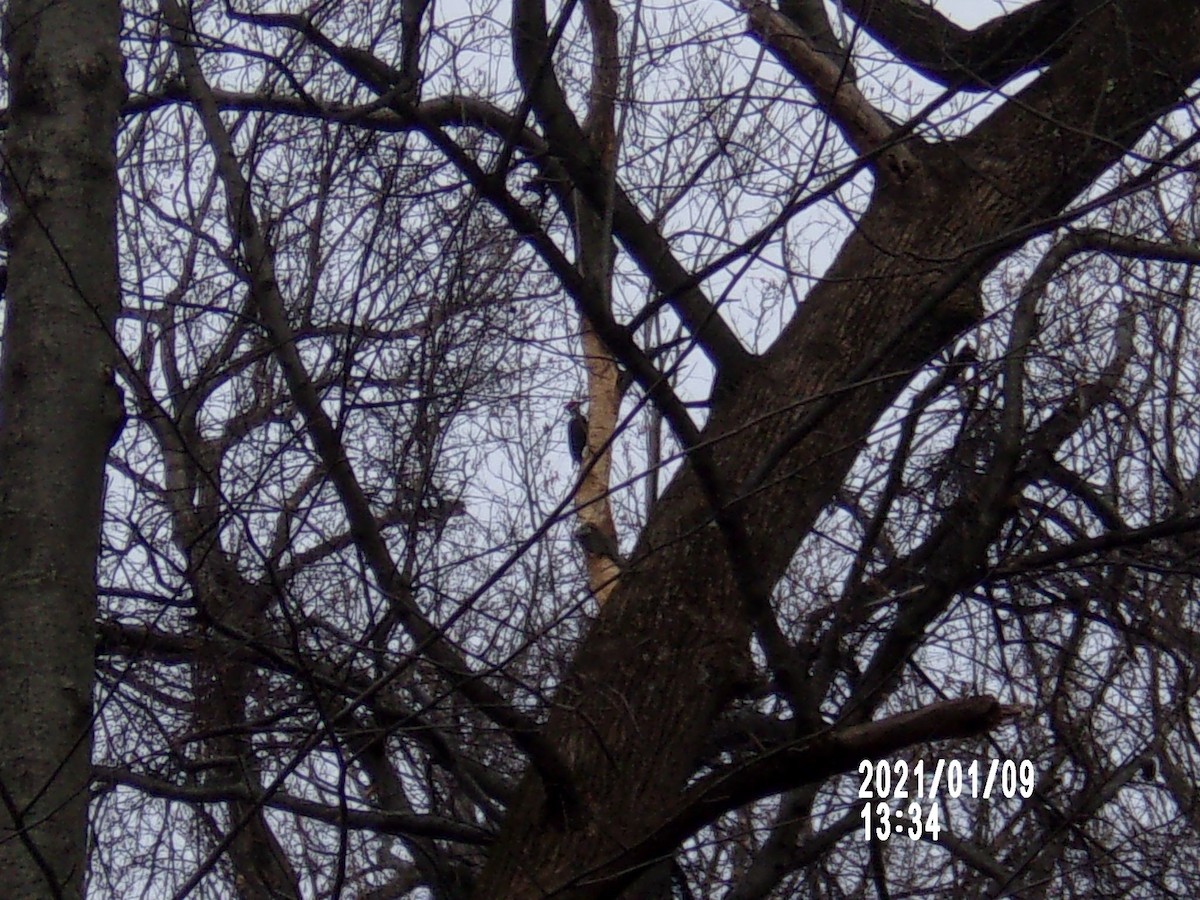 Pileated Woodpecker - ML296069191