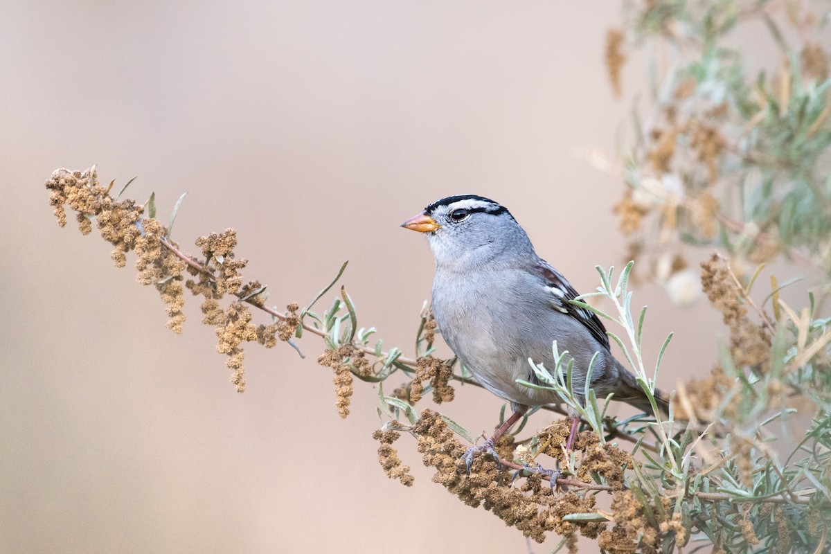 White-crowned Sparrow - ML296069221