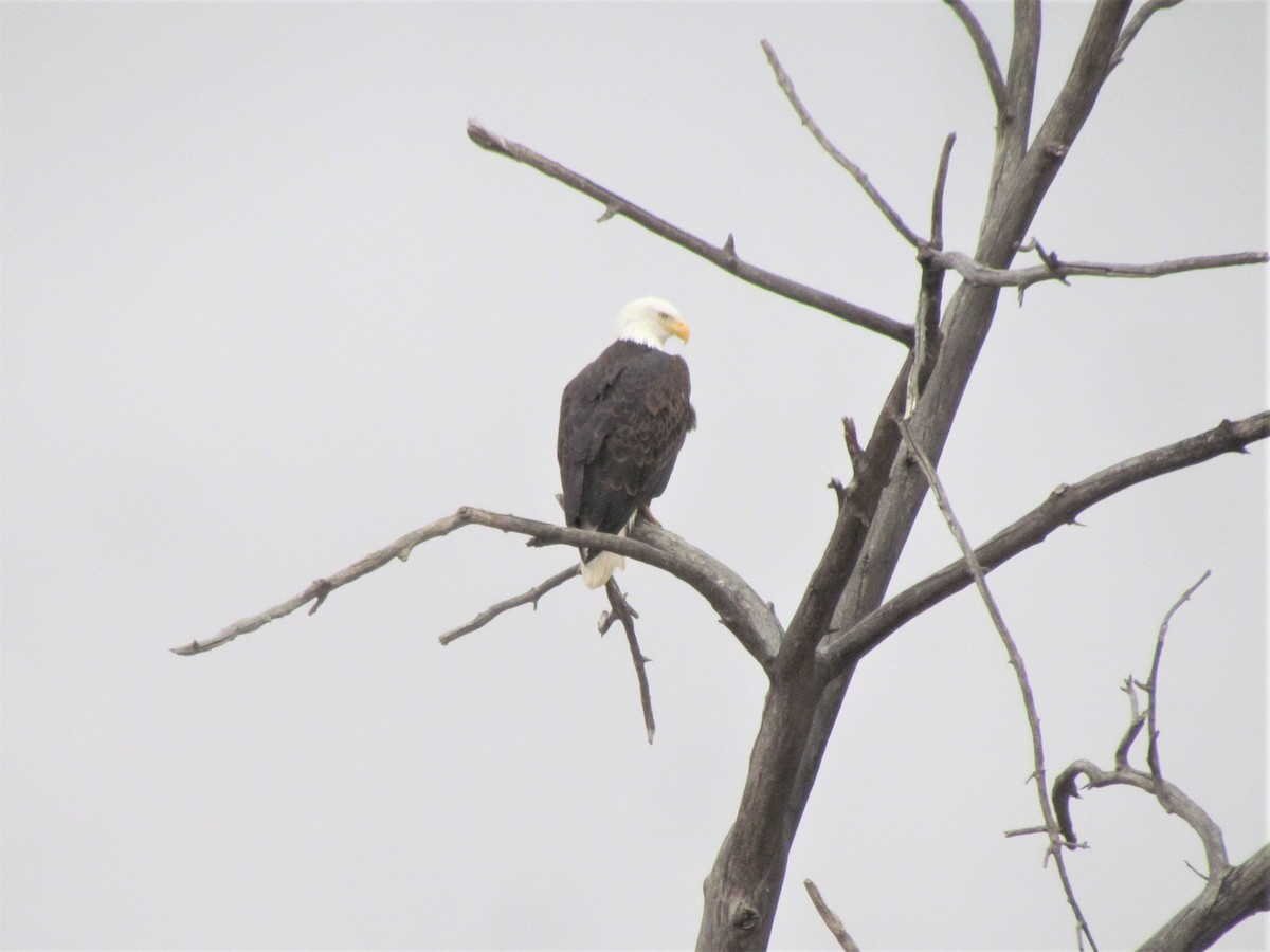 Bald Eagle - Tanja Britton